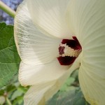 okra flower
