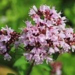 oregano flowers