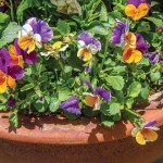 pansies