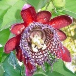 passion flower