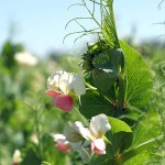 pea plant flowers