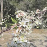 flower plum tree