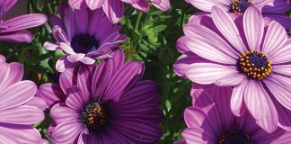 purple flowers