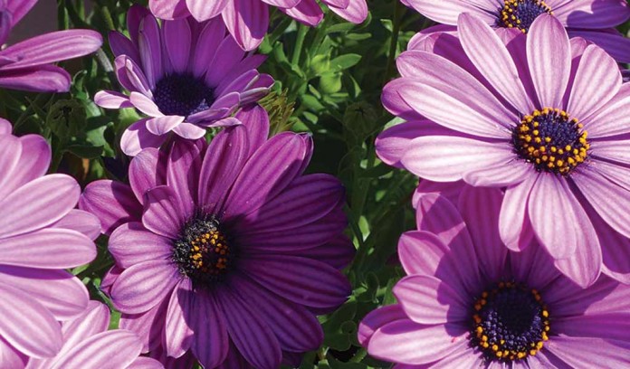 purple flowers purple flowers