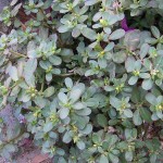 purslane