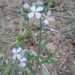 flowers on radish plant