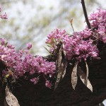 red bud blooms