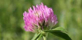 Red clover
