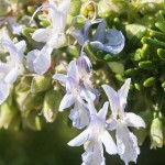 rosemary flowers