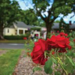 roses