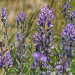 sage flowers