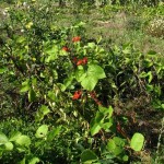 scarlet runner beans flowering
