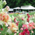 snapdragons