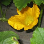 female spaghetti squash flower