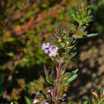 summer savory flowering