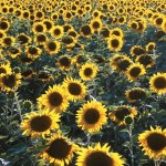 sunflowers