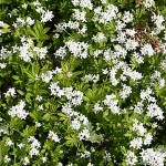 sweet woodruff