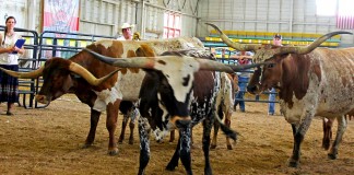 Texas Longhorn