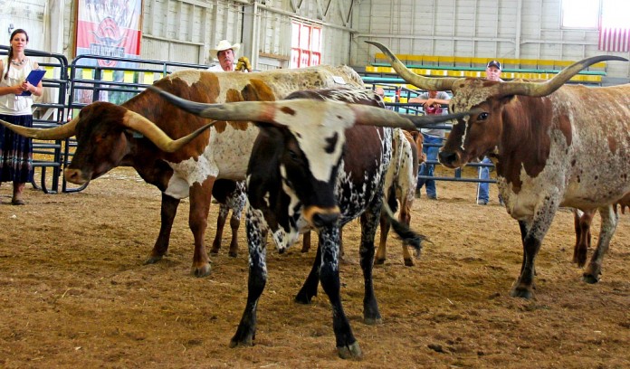 Texas Longhorn Texas Longhorn