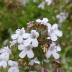 thyme flowers