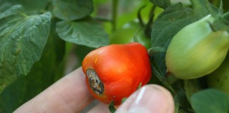 tomato blossom end rot