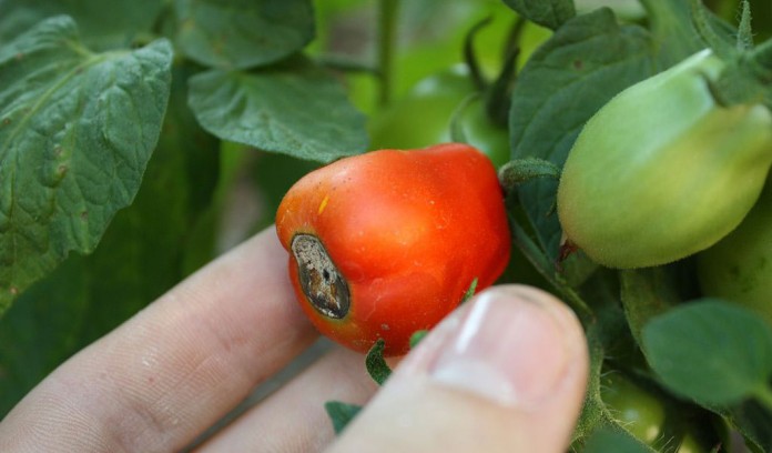 tomato blossom end rot tomato blossom end rot