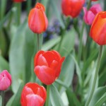 tulips