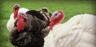 turkeys