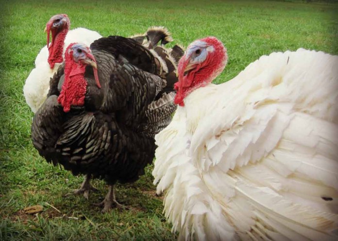 turkeys turkeys