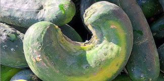 ugly food