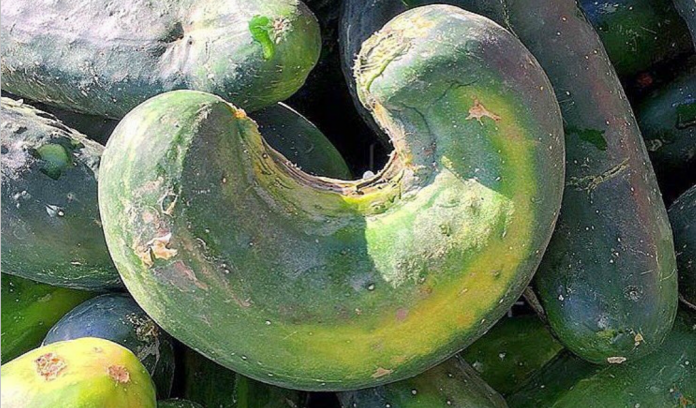 ugly food ugly food