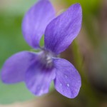 violet