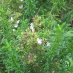 winter savory