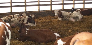 Ayrshire cattle