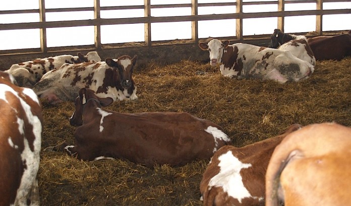 Ayrshire cattle Ayrshire cattle