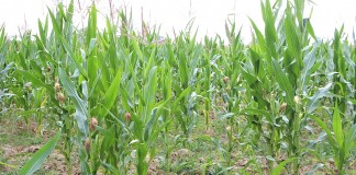 Drought conditions