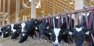 Clardale cattle