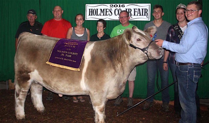 Holmes champion steer