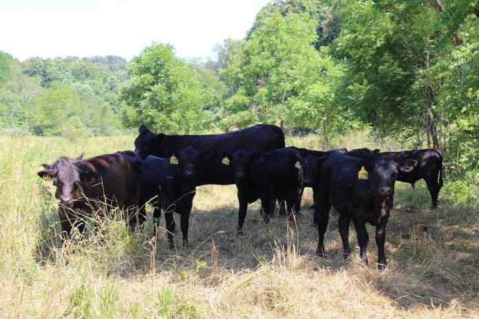 Lahmers cattle alone Lahmers cattle