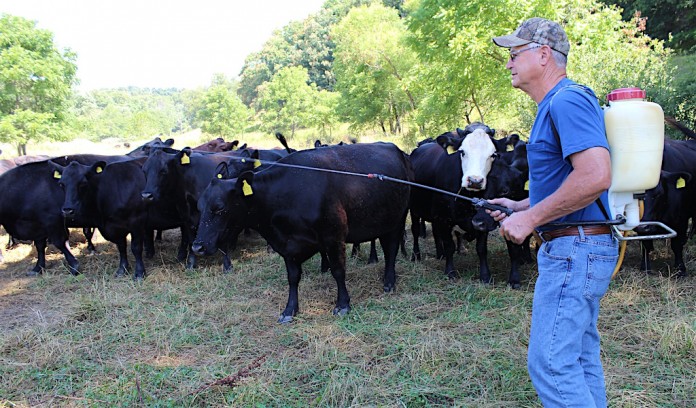 Lahmers spraying Applying fly treatment
