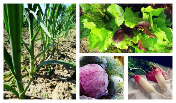 fall veges
