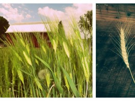 wheat growing