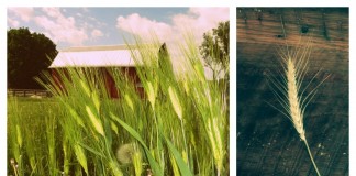 wheat growing