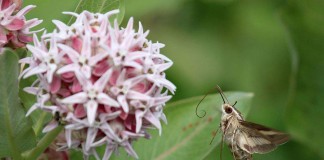 hummingbird moth