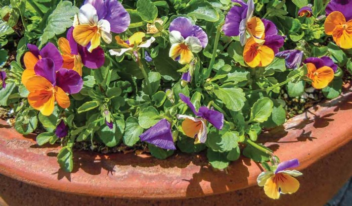 pansies pansies
