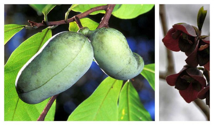 pawpaw tree pawpaw tree