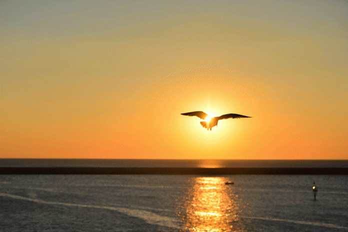 sea-sunset-bird-flying