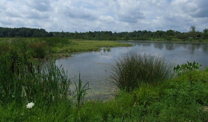 wetlands