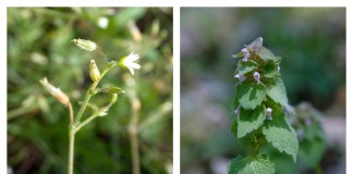 winter annual weeds