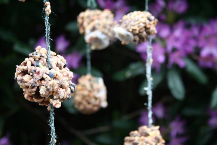 Pine cone bird feeder Pine cone bird feeder